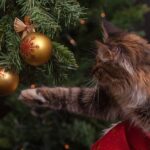 クリスマスと猫